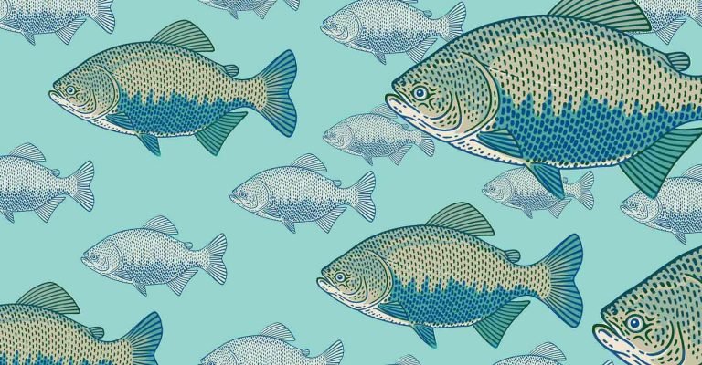 A MULTIPLICAÇÃO DOS PEIXES. NOVAS POLÍTICAS PÚBLICAS BUSCAM DESENVOLVER O SETOR
