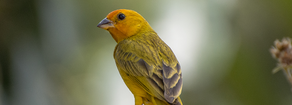 Projeto Aves de Rifaina é lançado oficialmente